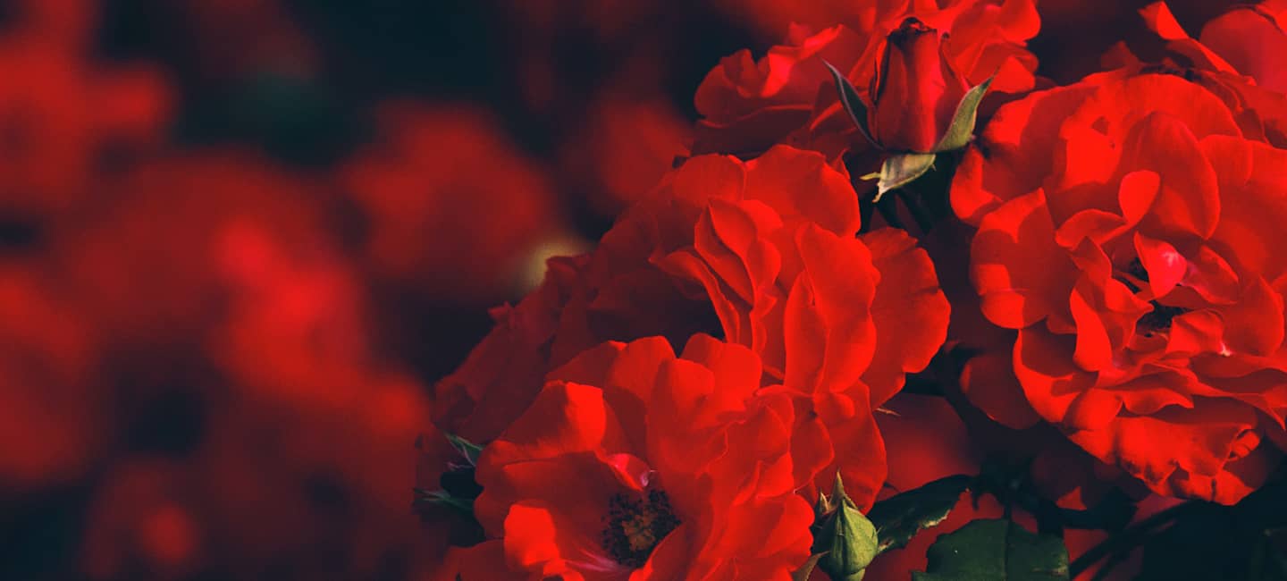 Blut Im Stuhl Ursachen Mogliche Krankheiten Behandlung Altmark Apotheke Stendal Blut Im Stuhl Ursachen Mogliche Krankheiten Behandlung Altmark Apotheke Stendal