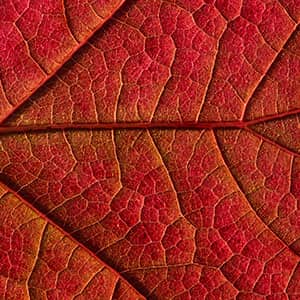 Foto/Grafik Quelle: unsplash.com [by Wolfgang Hasselmann]