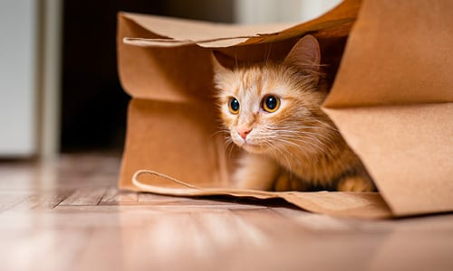 Tiermedizin
