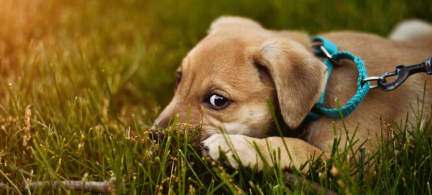 zecken flohmittel bei hunden wolfs apotheke bredstedt